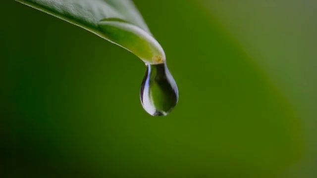 绿叶上的水滴，地球科普发布会Demo的开场。